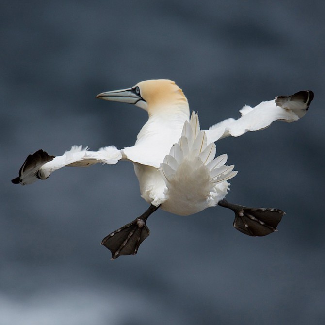 Charlie Davidson/Comedy Wildlife Photography Awards 제공